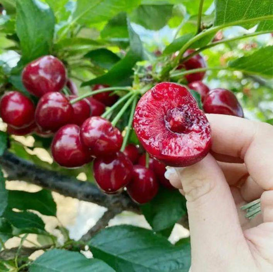20 Cherry Seeds For Gardening And Home Improvement - Velora