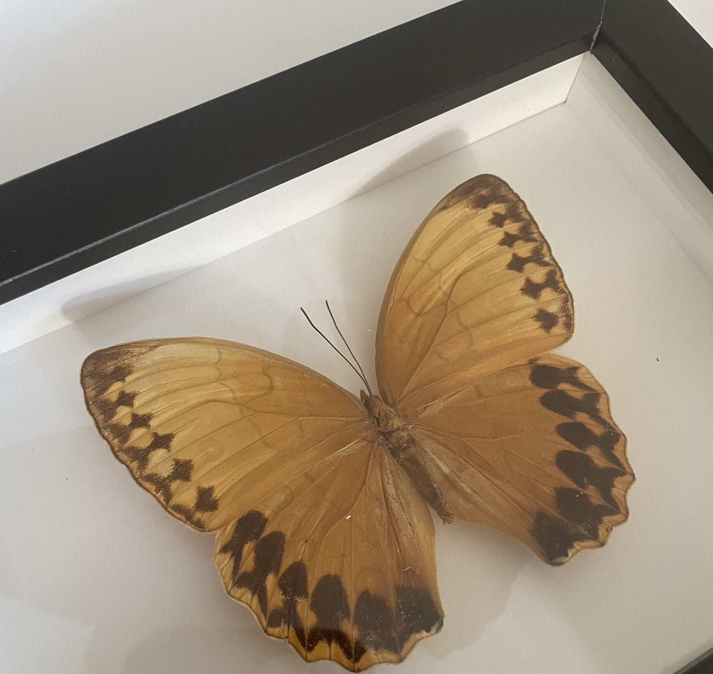 Jungle Queen, Stichophthalma formosana in a Frame - Velora Luxury Fashion