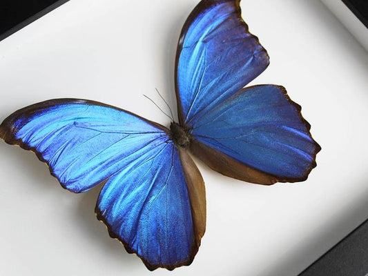 Morpho didius Butterfly in a Frame - Velora Luxury Fashion