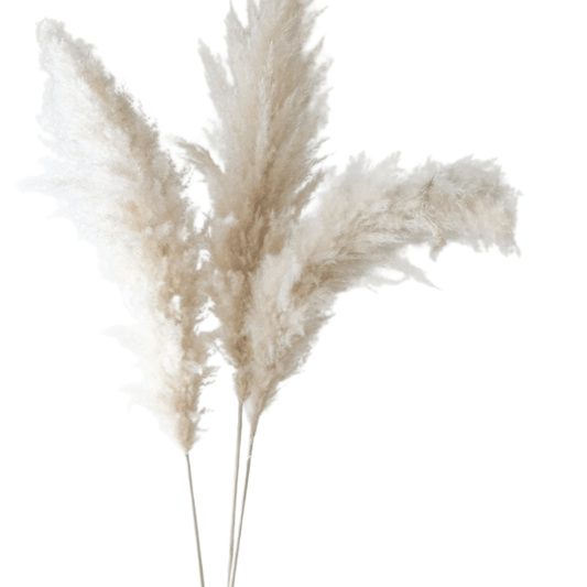 Pampas Grass White - 3 Stems - Velora Luxury Fashion