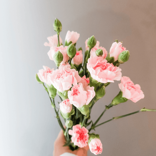 Spray Carnations Pink - Velora Luxury Fashion