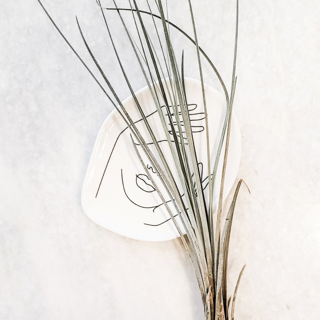 Tillandsia Juncea Air Plant XL - Velora Luxury Fashion