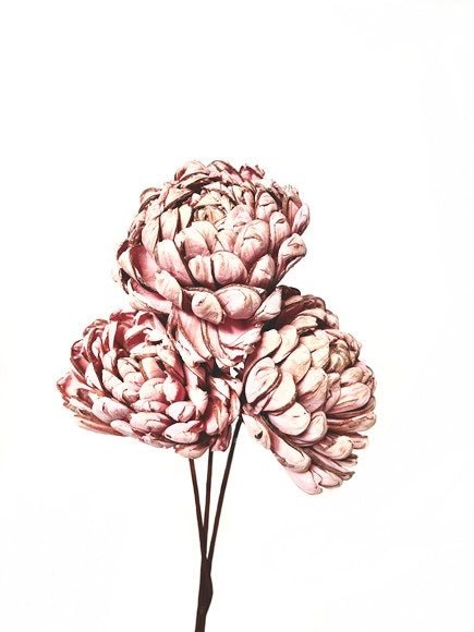Sola Chrysanthemum - Velora Luxury Fashion