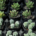 30 Assorted 1.5 Inch Colourful Assorted Succulents -  Event Favors - Velora Luxury Fashion
