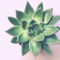 30 Assorted 1.5 Inch Colourful Assorted Succulents -  Event Favors - Velora Luxury Fashion