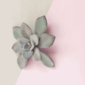 30 Assorted 1.5 Inch Colourful Assorted Succulents -  Event Favors - Velora Luxury Fashion