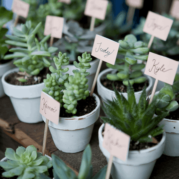 30 Assorted 1.5 Inch Colourful Assorted Succulents -  Event Favors - Velora Luxury Fashion