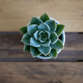 30 Assorted 1.5 Inch Colourful Assorted Succulents -  Event Favors - Velora Luxury Fashion