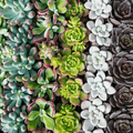 30 Assorted 1.5 Inch Colourful Assorted Succulents -  Event Favors - Velora Luxury Fashion