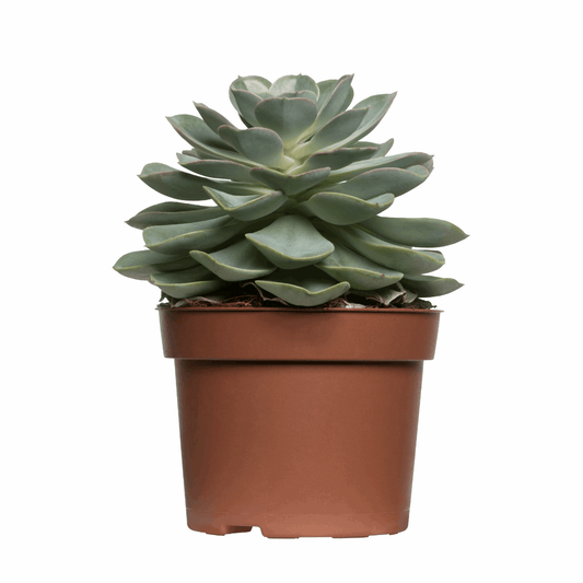 30 Assorted 1.5 Inch Colourful Assorted Succulents -  Event Favors - Velora Luxury Fashion