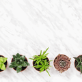 30 Assorted 1.5 Inch Colourful Assorted Succulents -  Event Favors - Velora Luxury Fashion