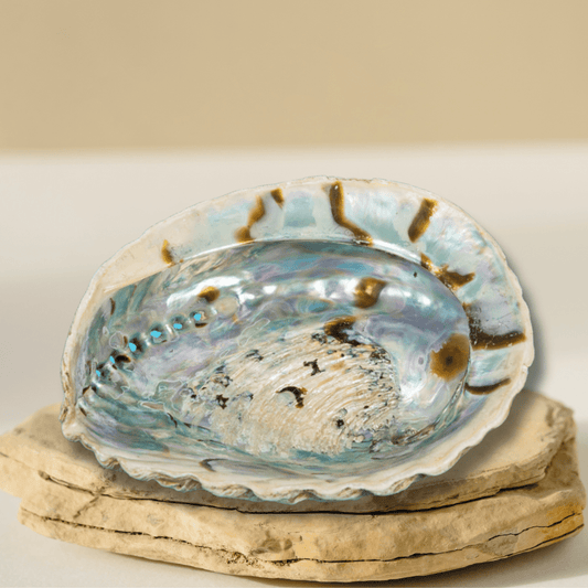 Abalone Shell Jewelry/Smudging Dish - Velora Luxury Fashion