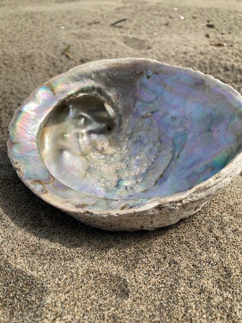 Abalone Shell Jewelry/Smudging Dish - Velora Luxury Fashion