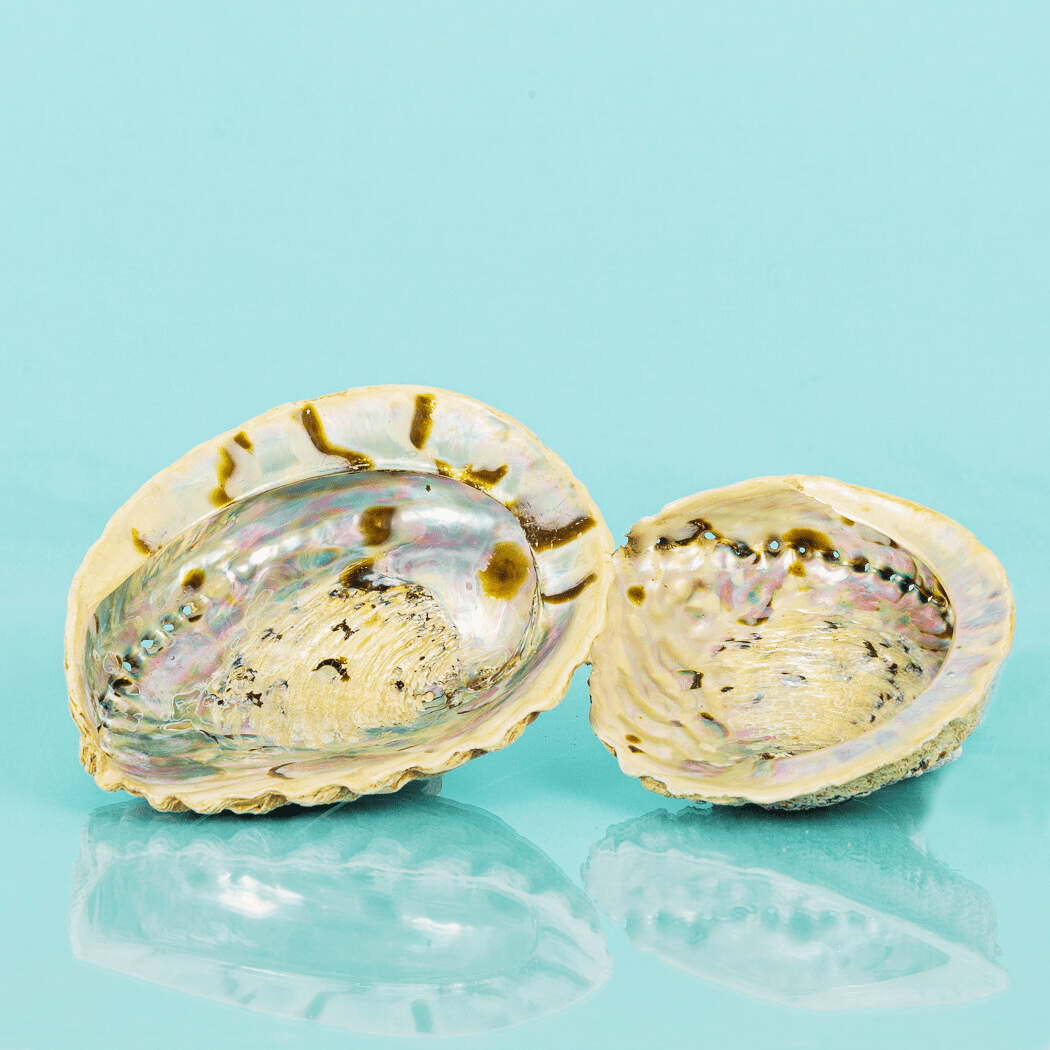 Abalone Shell Jewelry/Smudging Dish - Velora Luxury Fashion