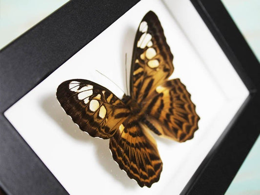 Clipper Butterfly in a Frame - Velora Luxury Fashion