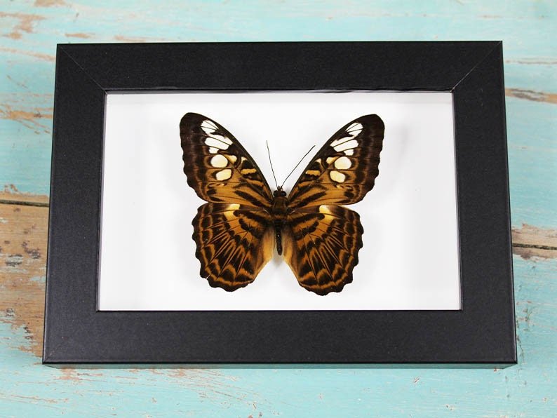 Clipper Butterfly in a Frame - Velora Luxury Fashion