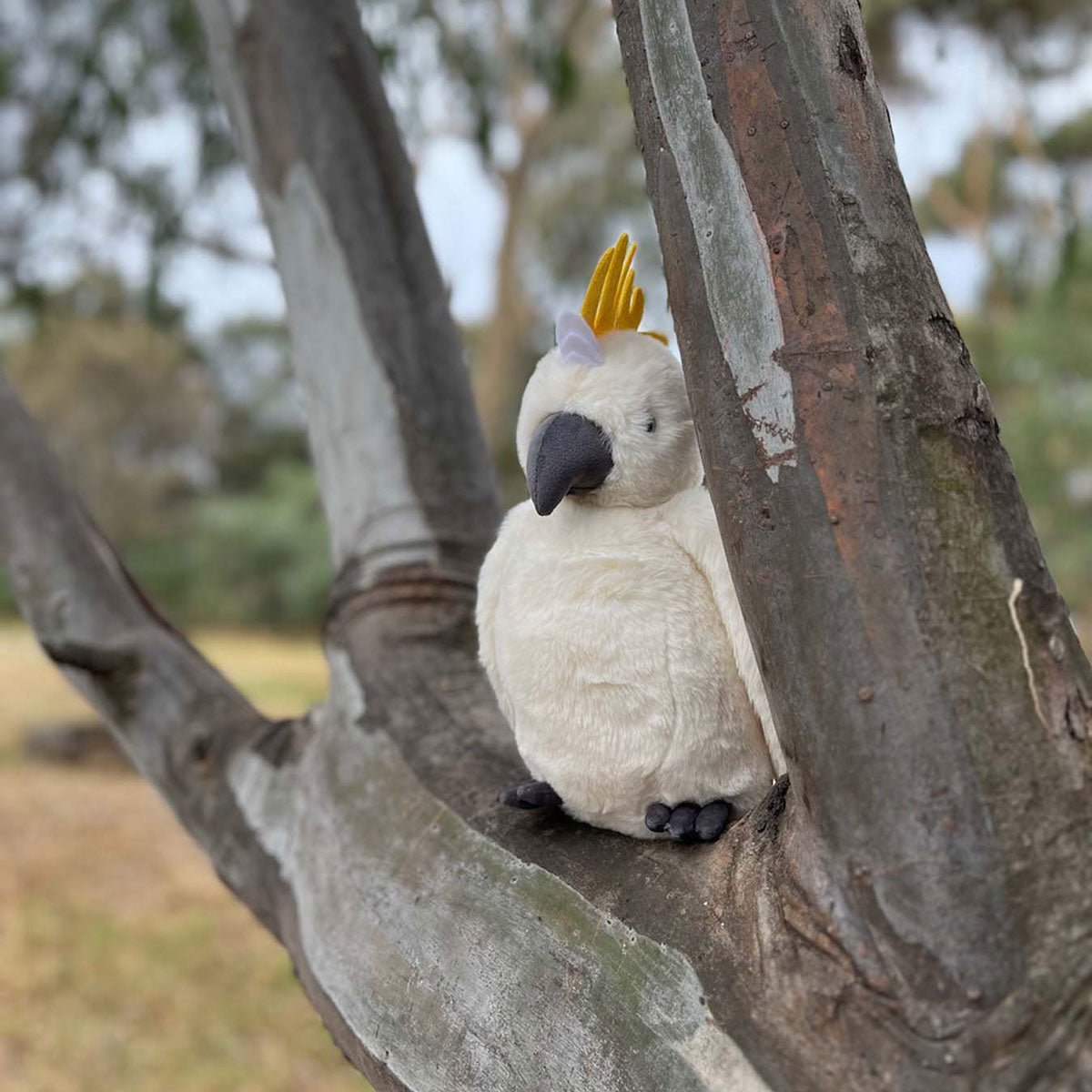 Cockatoo - Velora Luxury Fashion