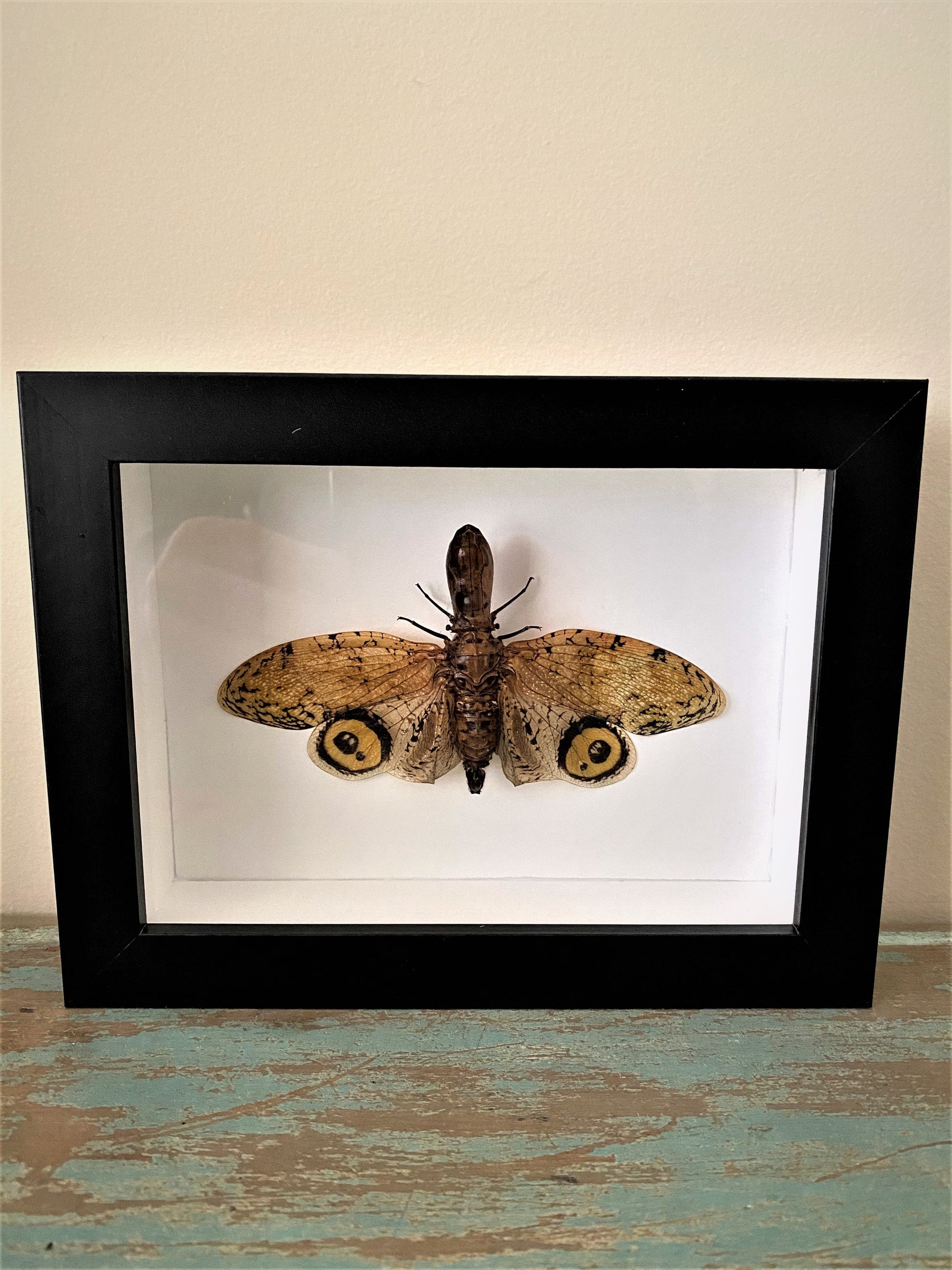 Fulgora laternaria, Peanut Bug, in a Frame - Velora Luxury Fashion