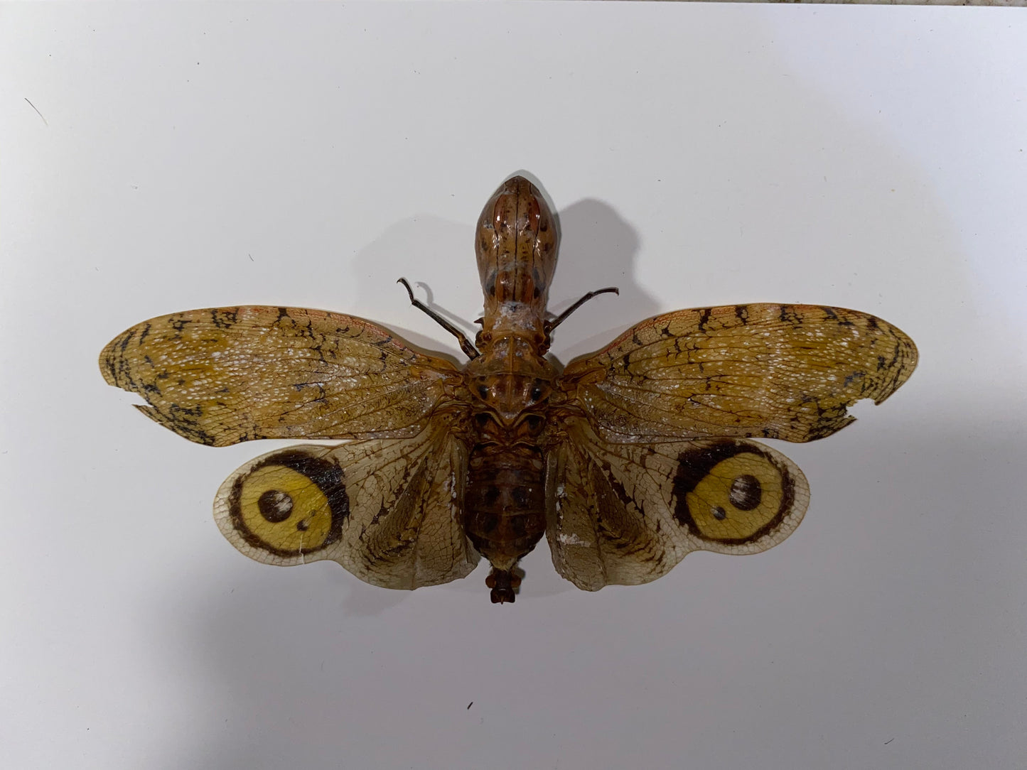 Fulgora laternaria, Peanut Bug, in a Frame - Velora Luxury Fashion