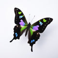 Graphium weiskii in a Black Frame - Velora Luxury Fashion