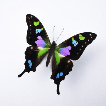 Graphium weiskii in a Black Frame - Velora Luxury Fashion