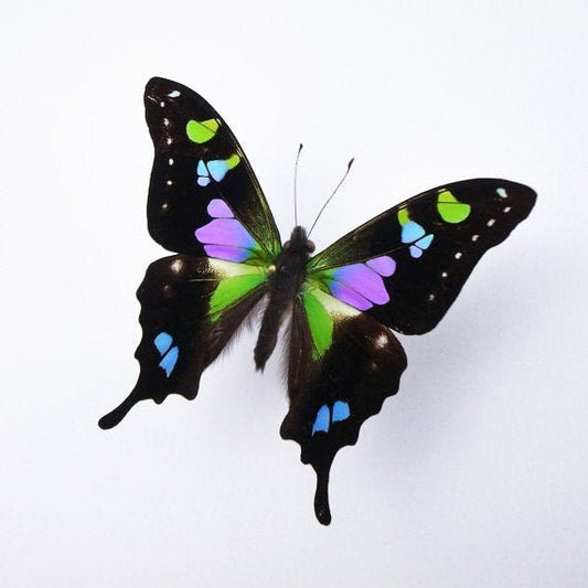 Graphium weiskii in a Black Frame - Velora Luxury Fashion