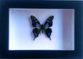Graphium weiskii in a Black Frame - Velora Luxury Fashion
