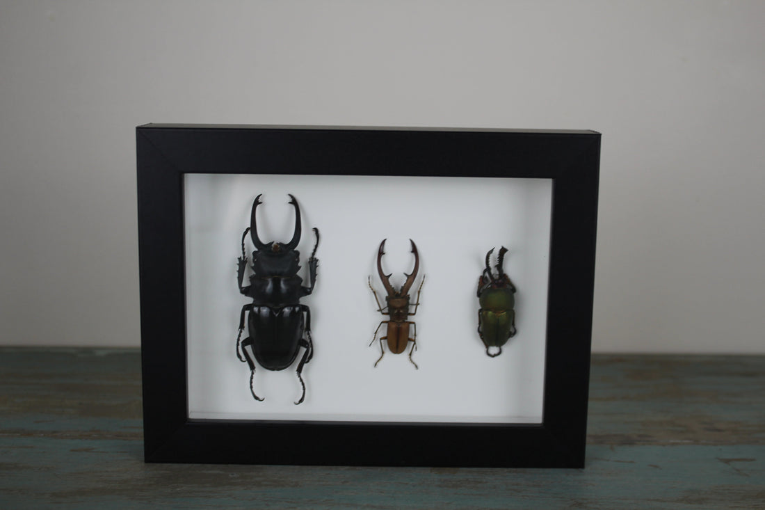 Triple Stag Beetles in a Frame - Velora Luxury Fashion