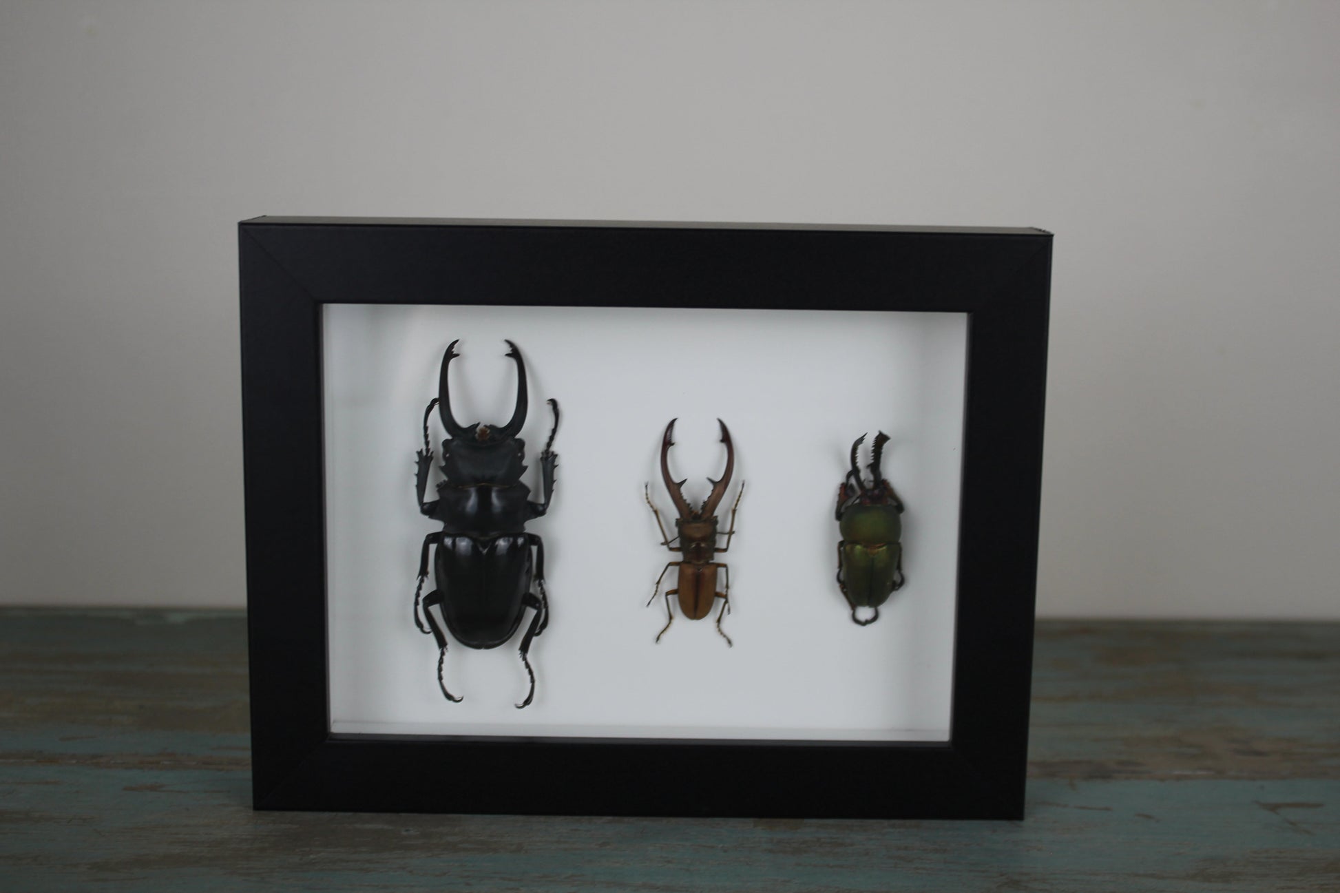 Triple Stag Beetles in a Frame - Velora Luxury Fashion