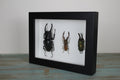 Triple Stag Beetles in a Frame - Velora Luxury Fashion