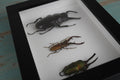 Triple Stag Beetles in a Frame - Velora Luxury Fashion