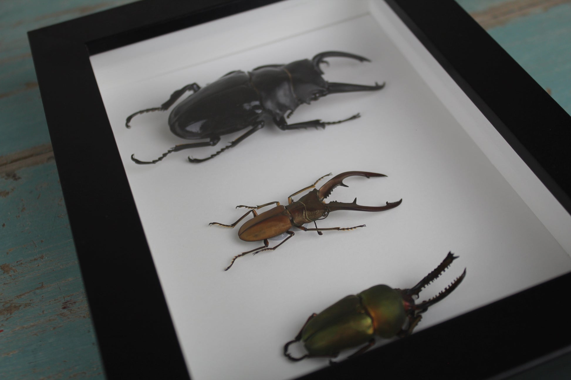 Triple Stag Beetles in a Frame - Velora Luxury Fashion