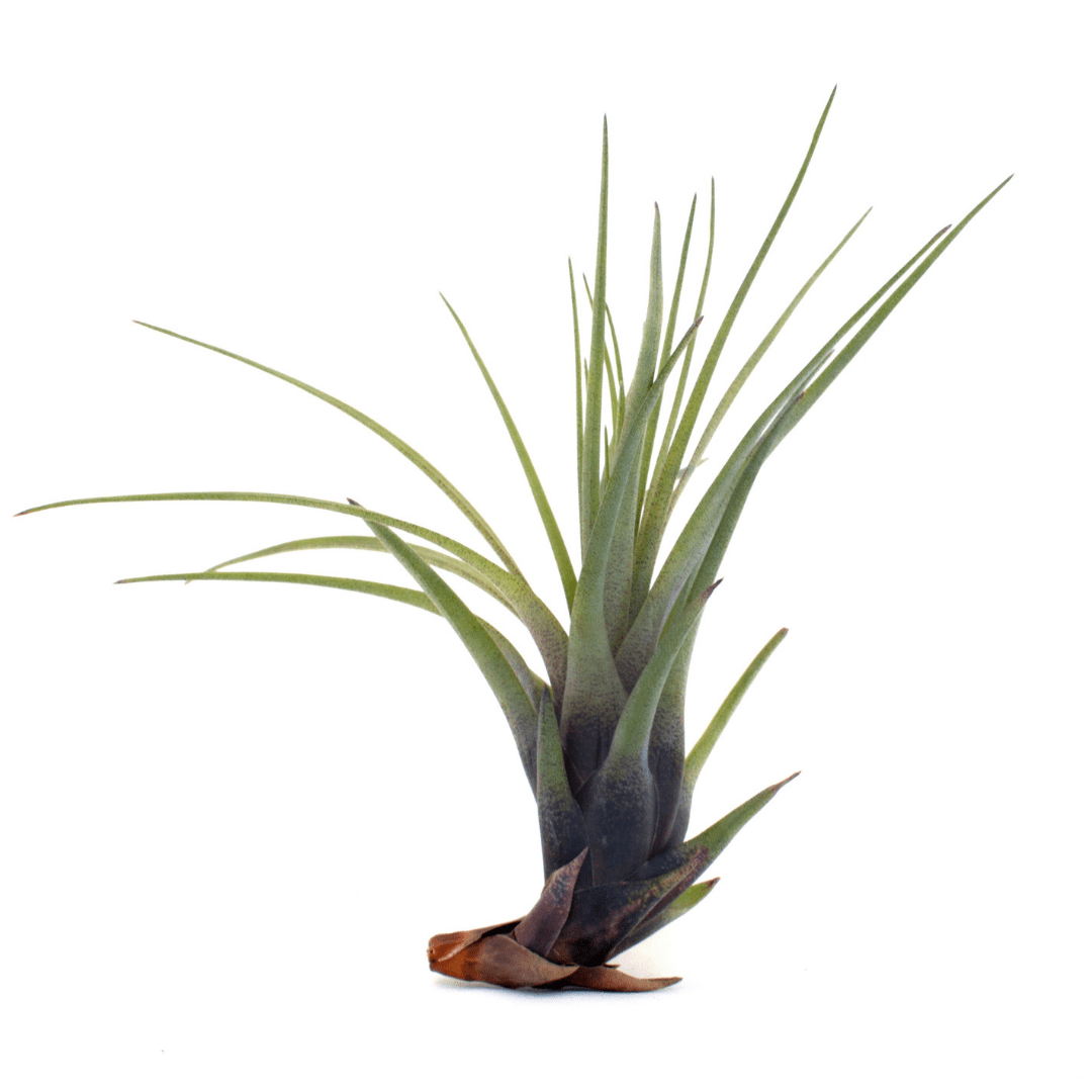Ionantha Airplant - Velora Luxury Fashion