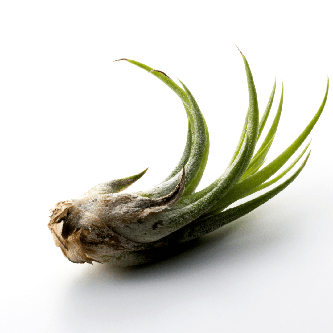 Ionantha Airplant - Velora Luxury Fashion