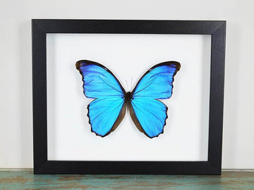 Morpho didius Butterfly in a Frame - Velora Luxury Fashion