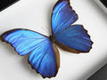Morpho didius Butterfly in a Frame - Velora Luxury Fashion