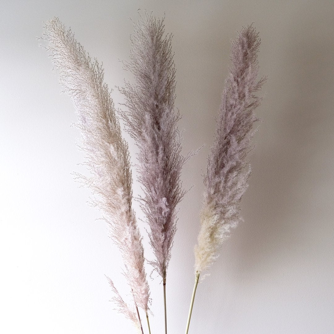 Pampas Grass - Grey 3 Stems - Velora Luxury Fashion