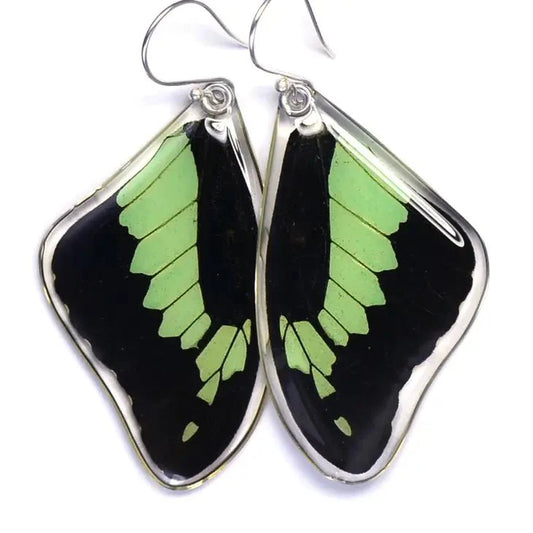 Papilio phorcas Stirling Silver Earrings - Velora Luxury Fashion