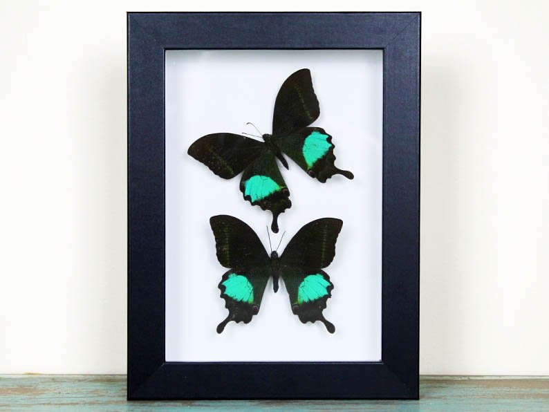 Peacock paris Double in a frame - Velora Luxury Fashion