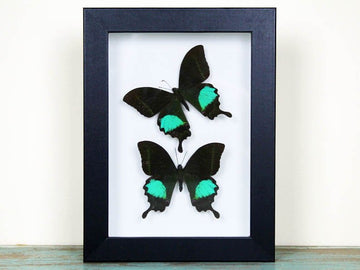 Peacock paris Double in a frame - Velora Luxury Fashion