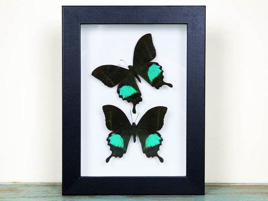 Peacock paris Double in a frame - Velora Luxury Fashion