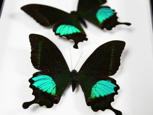 Peacock paris Double in a frame - Velora Luxury Fashion