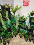 Plant Bar - Velora Luxury Fashion