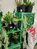 Plant Bar - Velora Luxury Fashion