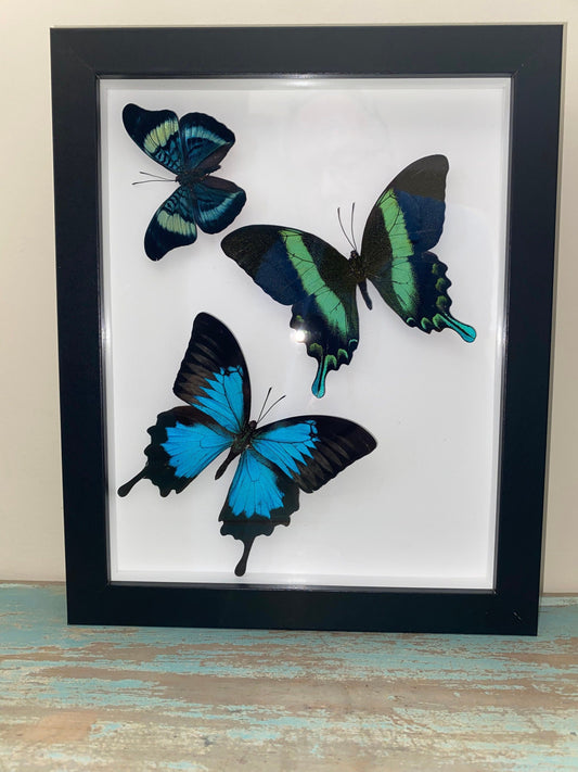 Swallowtail Swirl - Velora Luxury Fashion