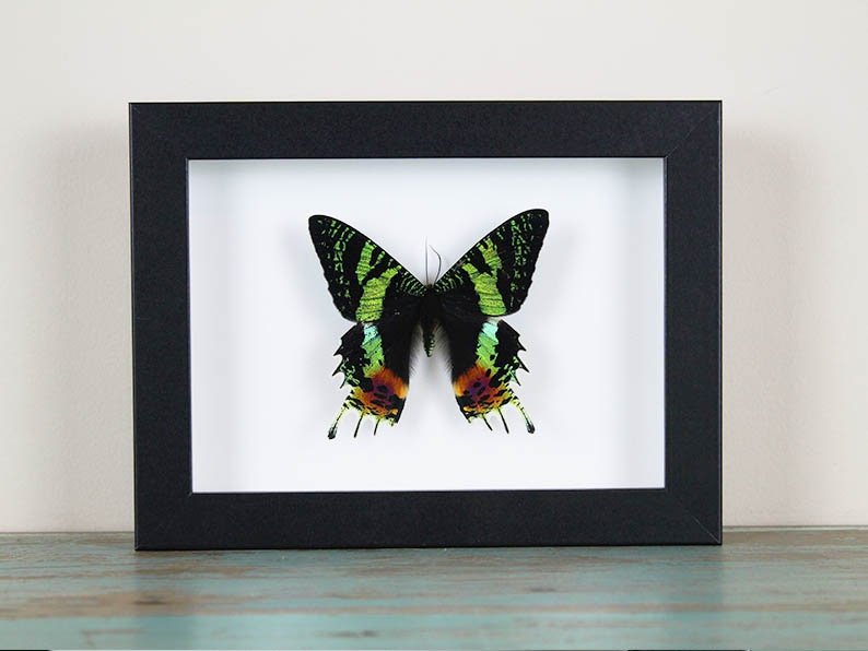 Urania ripheus or Sunset Moth in a Frame - Velora Luxury Fashion