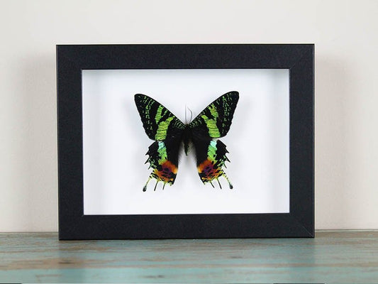 Urania ripheus or Sunset Moth in a Frame - Velora Luxury Fashion