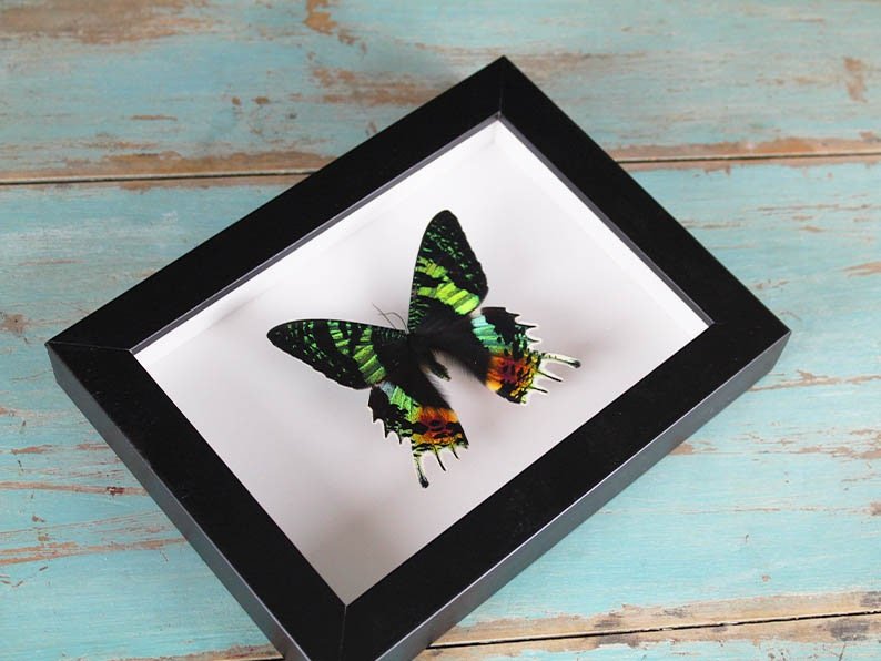 Urania ripheus or Sunset Moth in a Frame - Velora Luxury Fashion