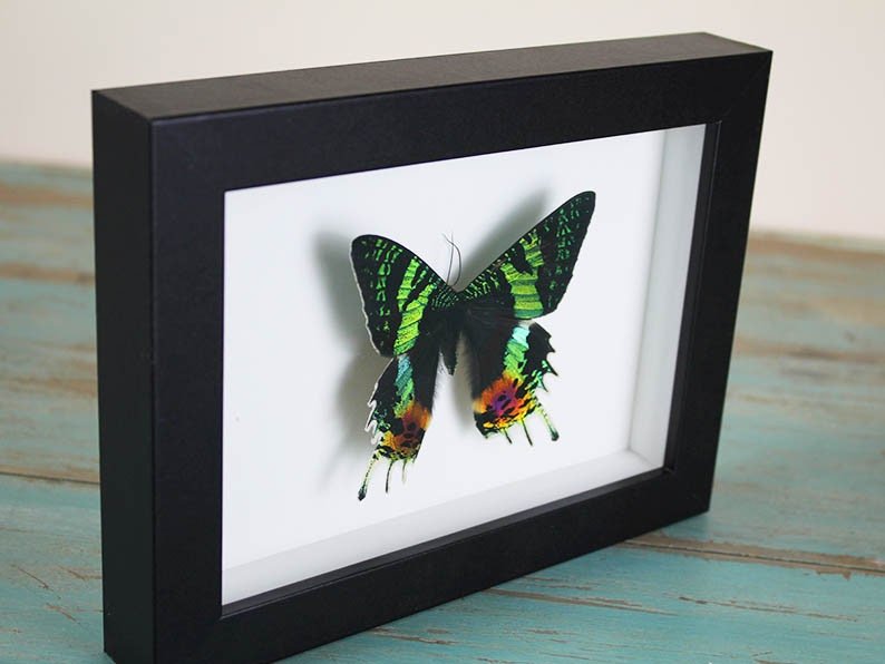 Urania ripheus or Sunset Moth in a Frame - Velora Luxury Fashion