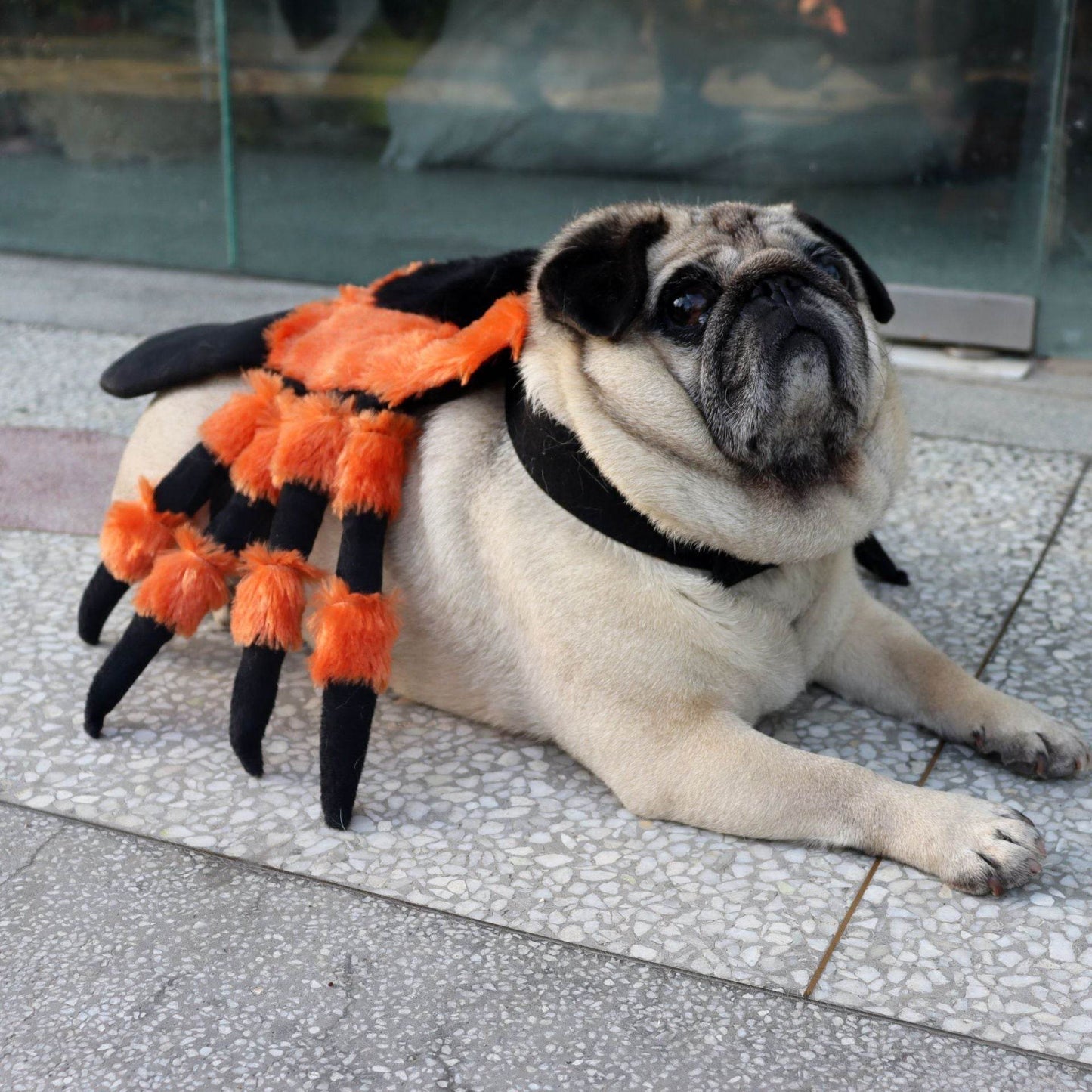 Pet Clothes Halloween Spider Pet Costume - Velora